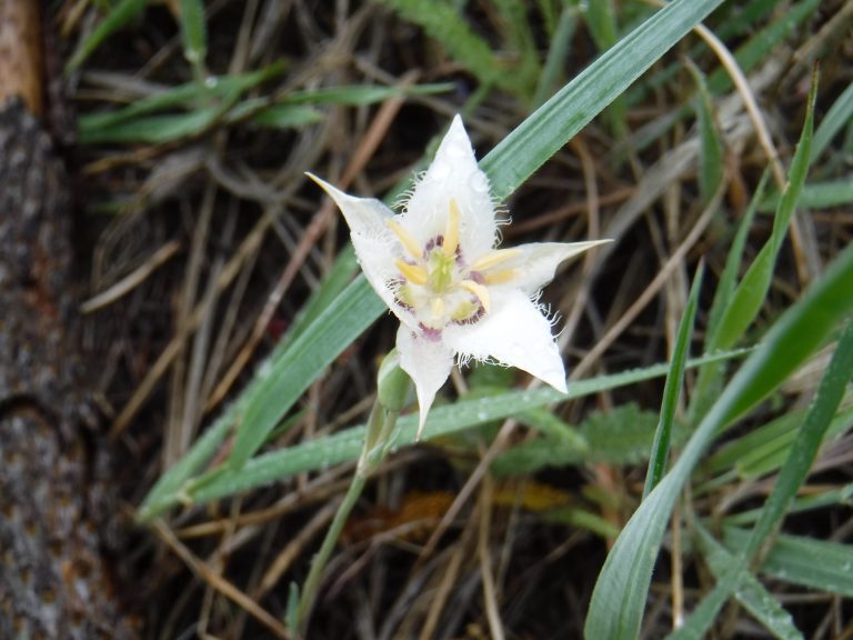 2020 OLT Plant ID Contest!