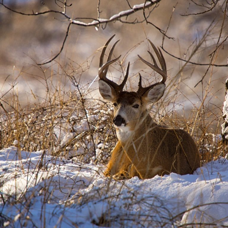 New OkaKnowledgy Event: “Our Landscape, as a Deer Sees It” with Jeff Heinlen Feb 18th