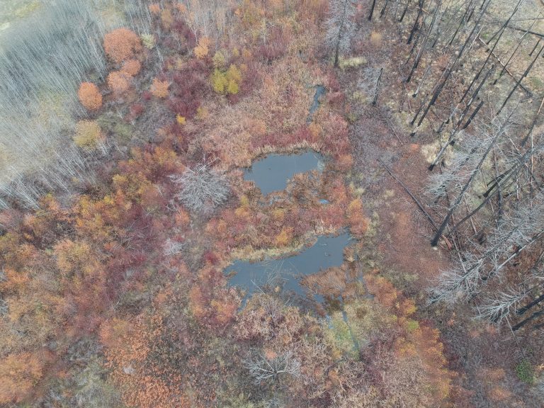 Partner Spotlight: Methow Okanogan Beaver Project