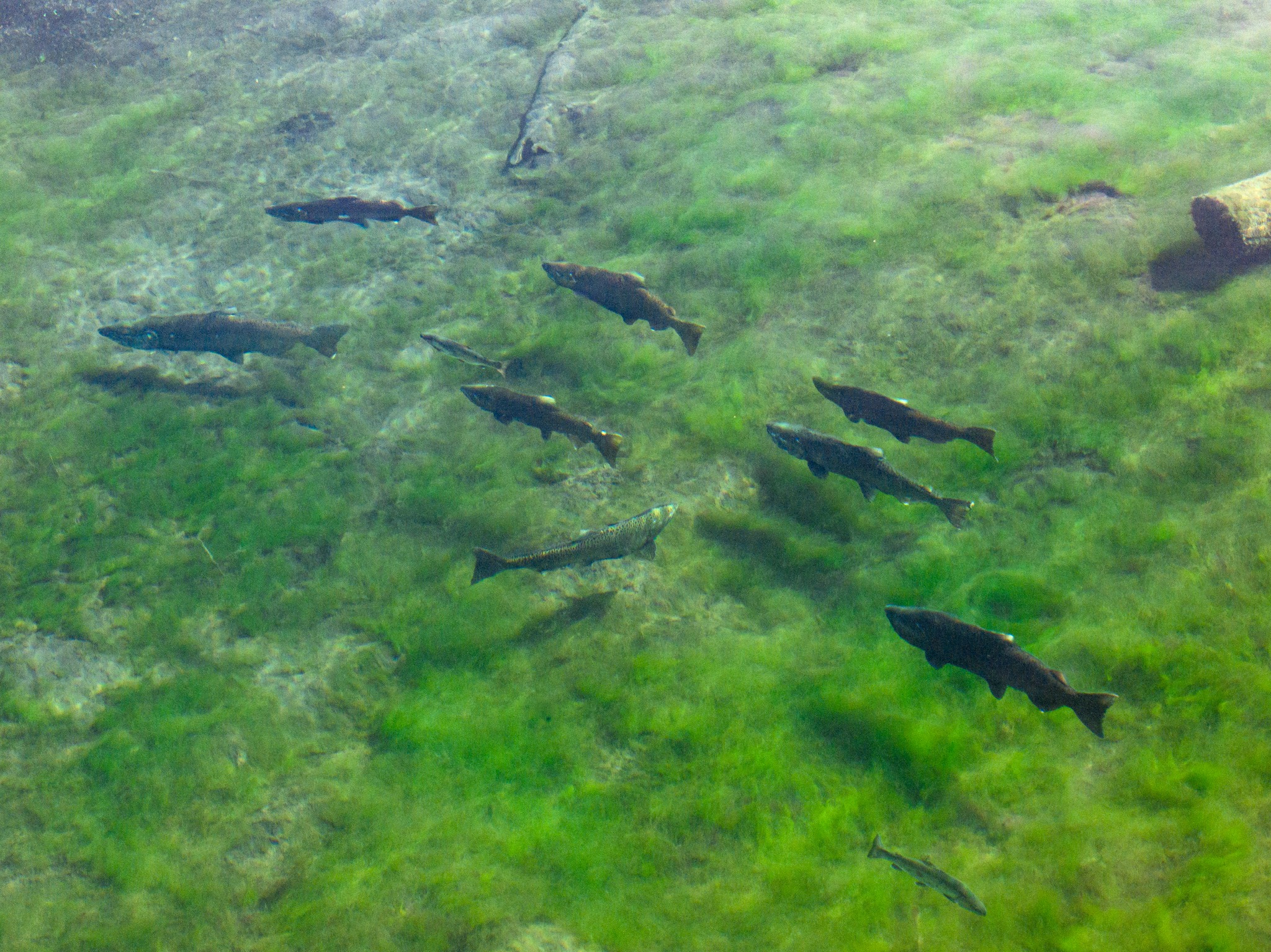 C’iyals return to the Upper Klamath Basin for the first time in over 100 years. C'iyals return to the Upper Klamath Basin for the first time in over 100 years.