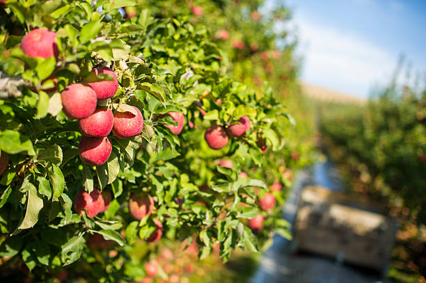 Red apple hanging from tree in the state of Washington