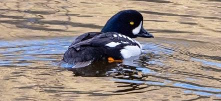 Barrows goldeneye.1