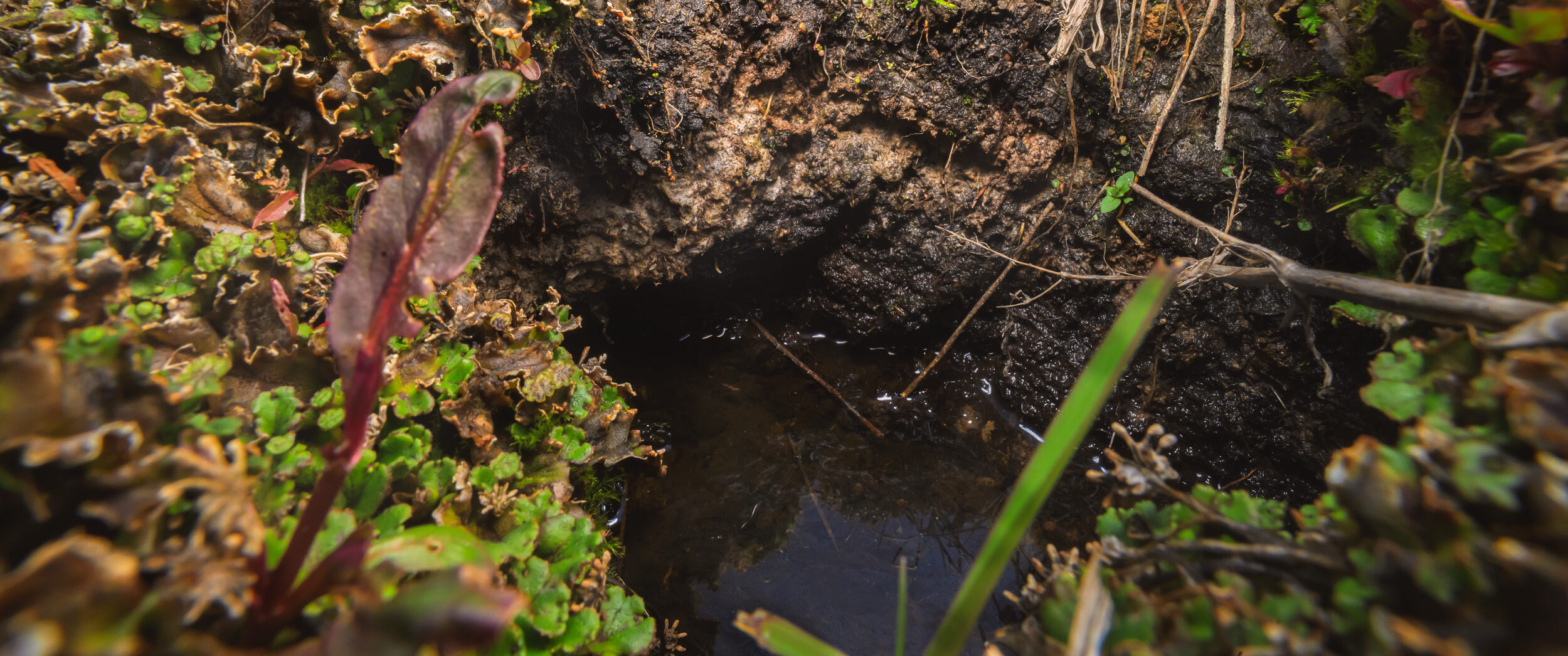 Understanding Peat at Bonaparte Meadows