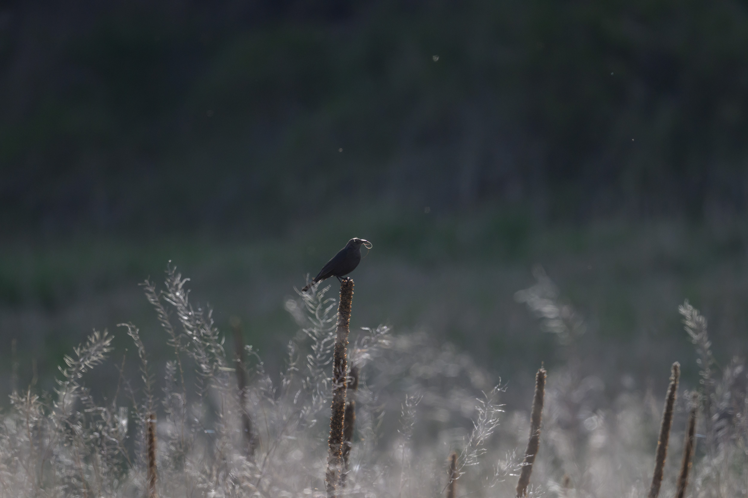 Brewer's blackbird at Bonaparte Meadows