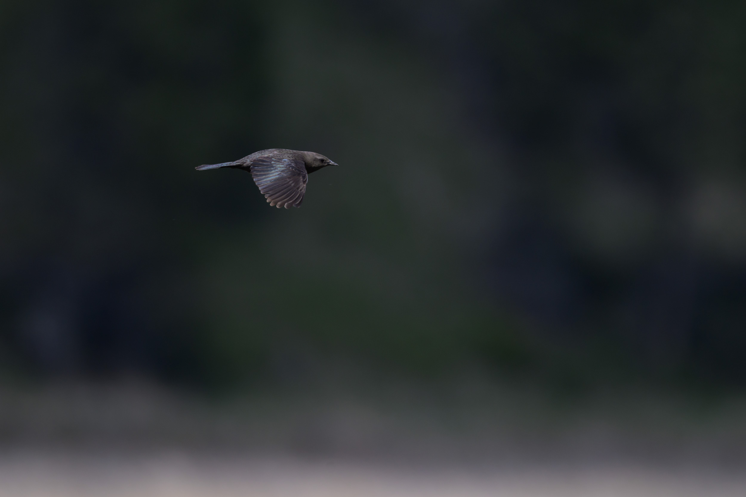 Brown-headed cowbird in flight at Bonaparte Meadows