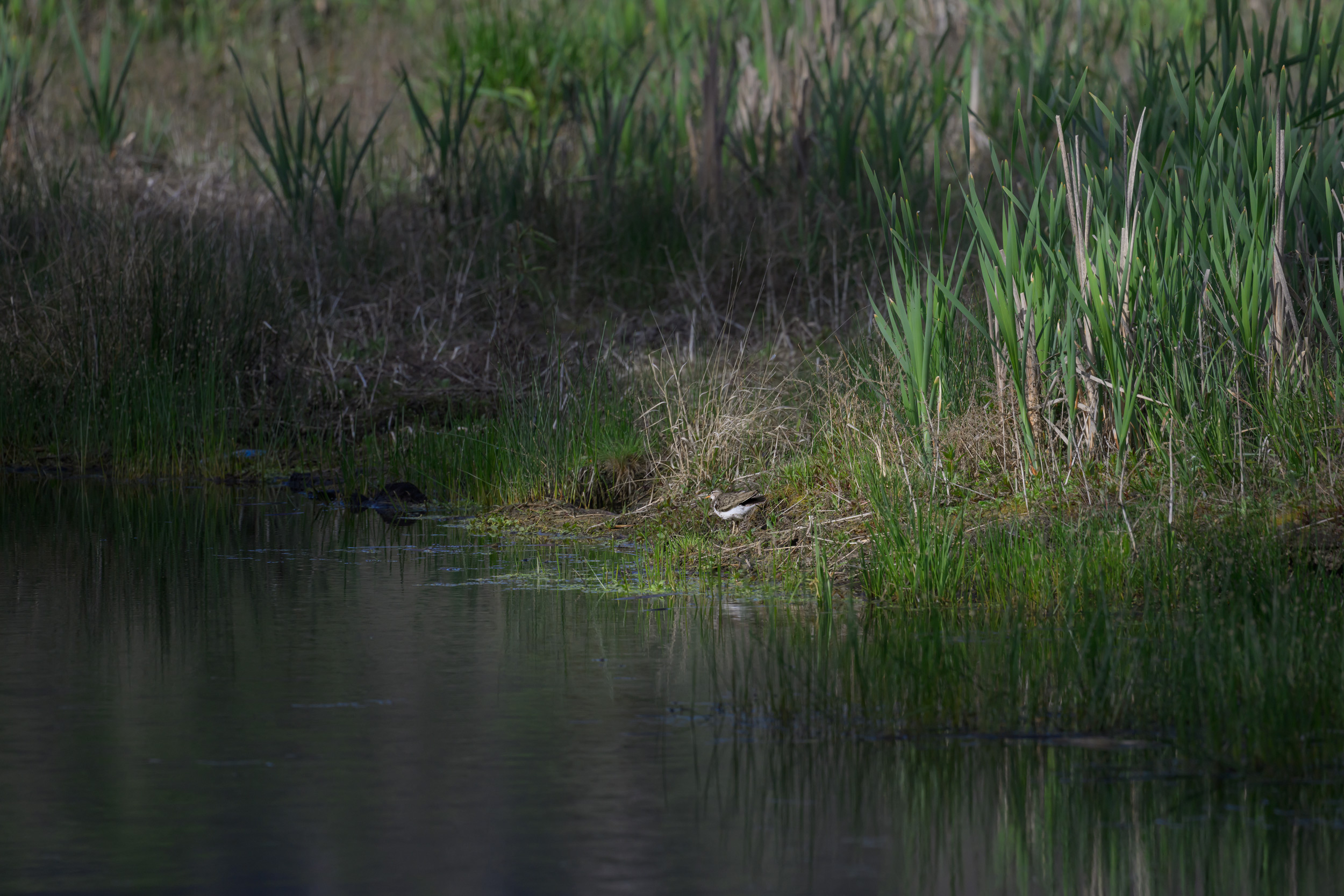 Sandpiper at Bonaparte Meadows
