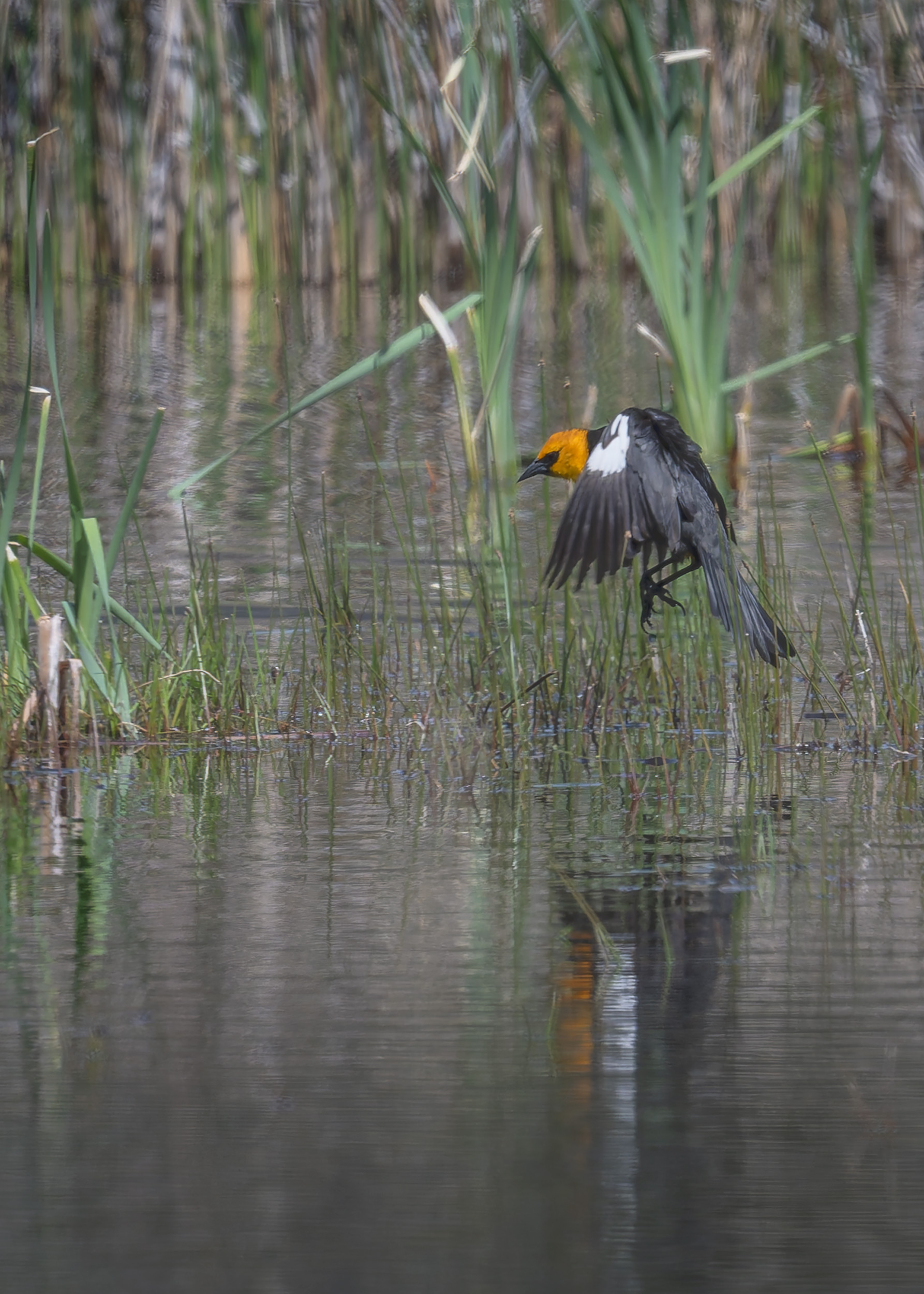 Yellow-headed blackbird at Bonaparte Meadows