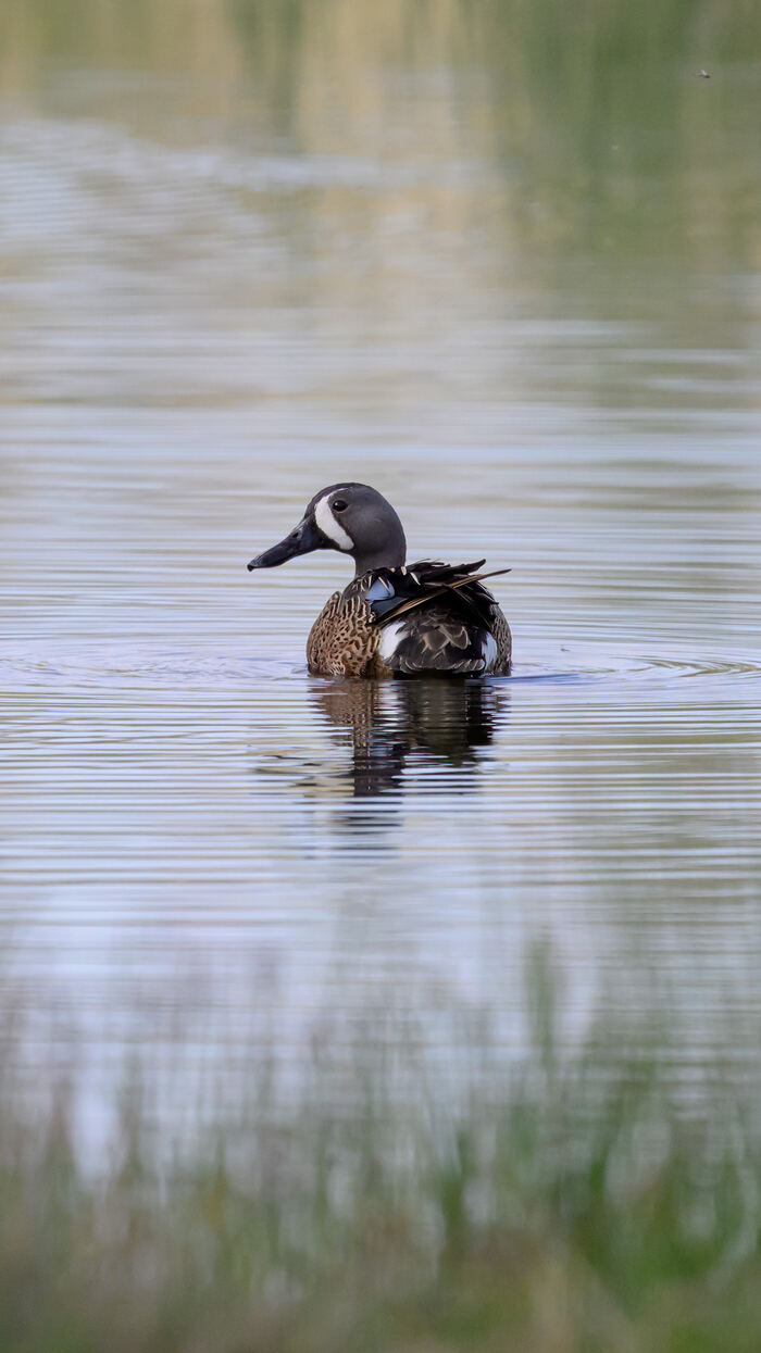 Blue-winged teal at Bonaparte Meadows