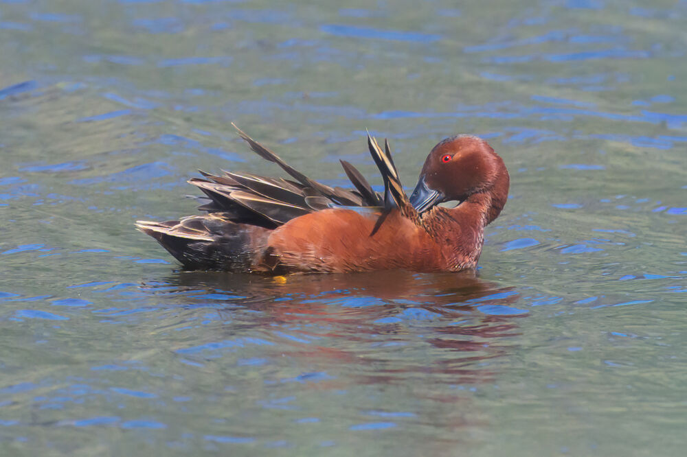 Cinnamon teal at Bonaparte Meadows