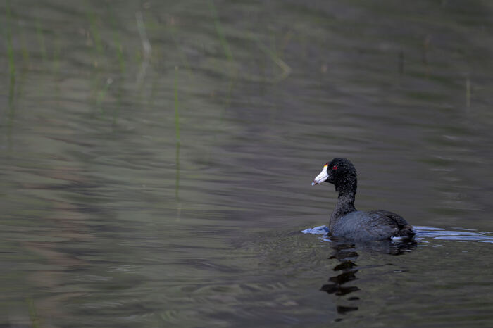 American coot at Bonaparte Meadows