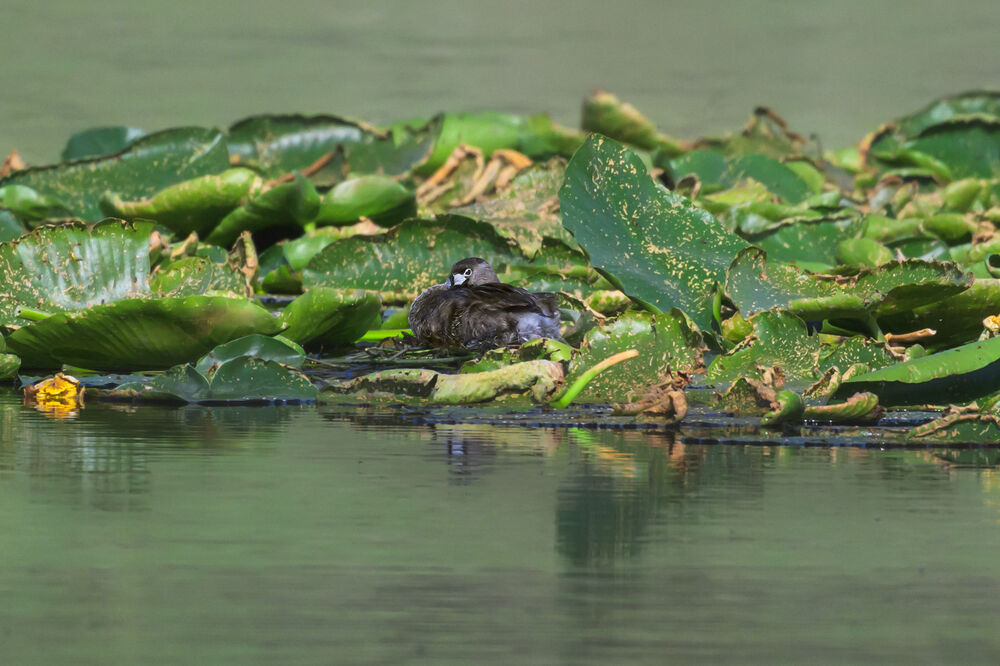 Grebe nesting in wetland vegetation at Bonaparte Meadows