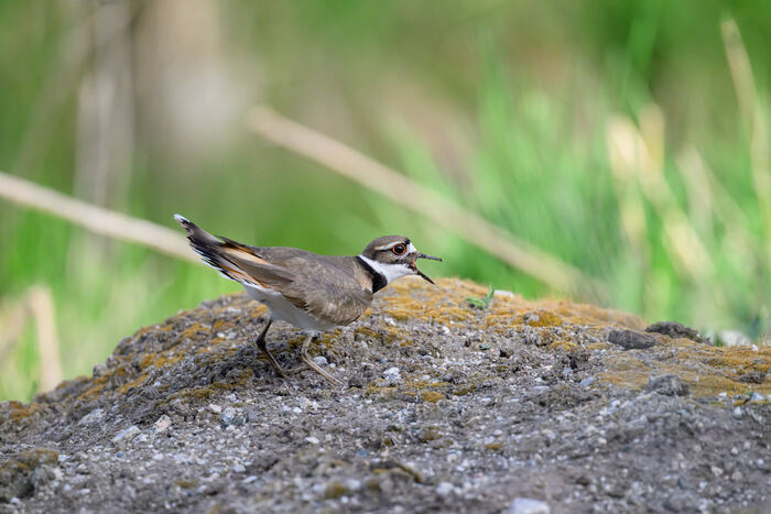 Killdeer at Bonaparte Meadows