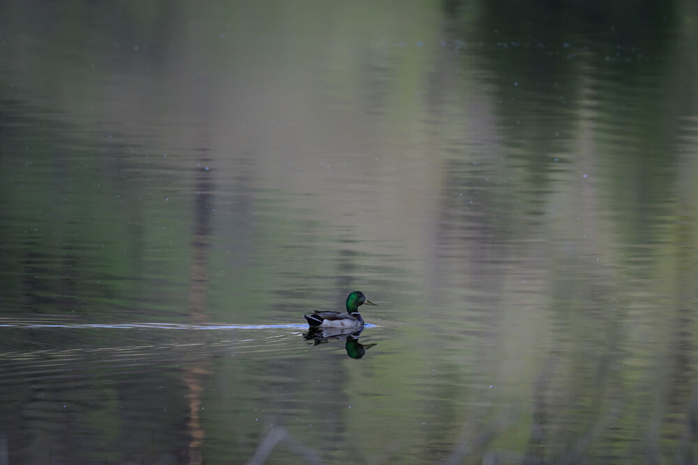 Mallard at Bonaparte Meadows