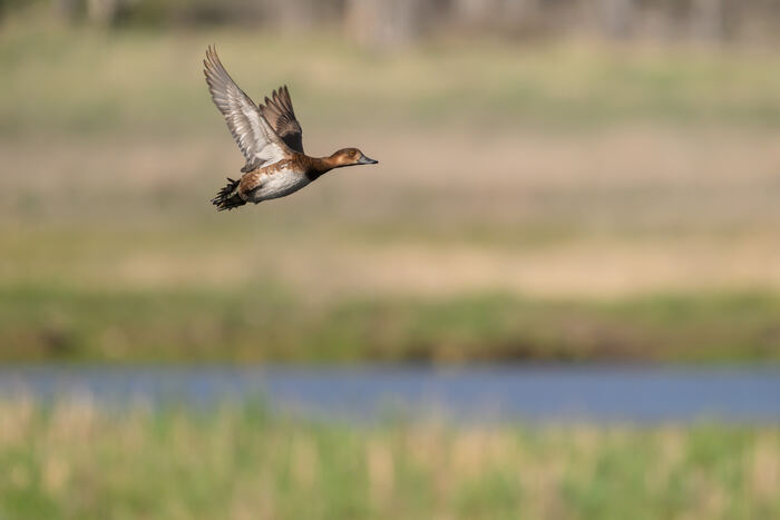 Redhead duck at Bonaparte Meadows