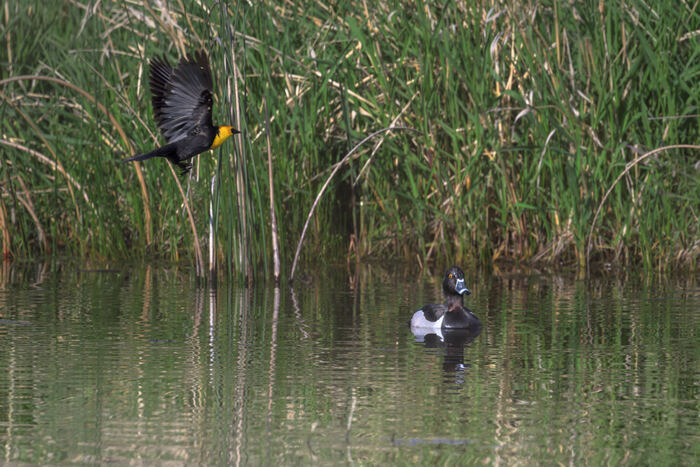 Ring-necked duck and yellow-headed blackbird at Bonaparte Meadows