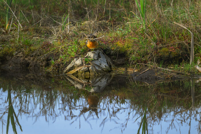 American robin at Bonaparte Meadows
