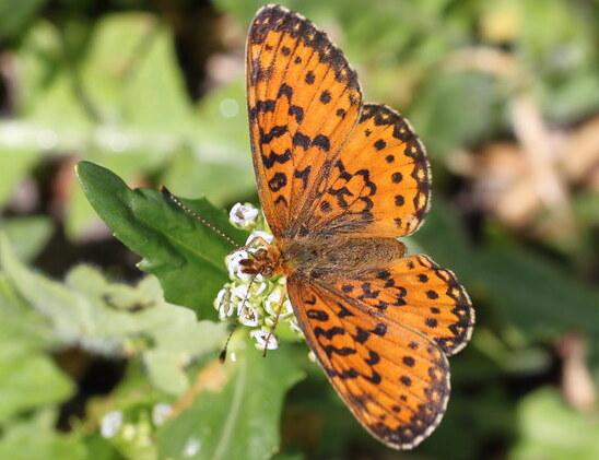 Rs8876 silver bordered fritillary species