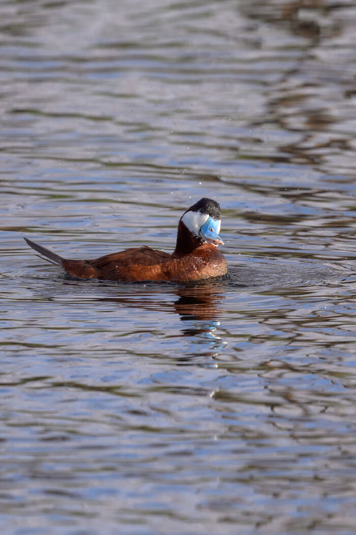 Ruddy duck at Bonaparte Meadows