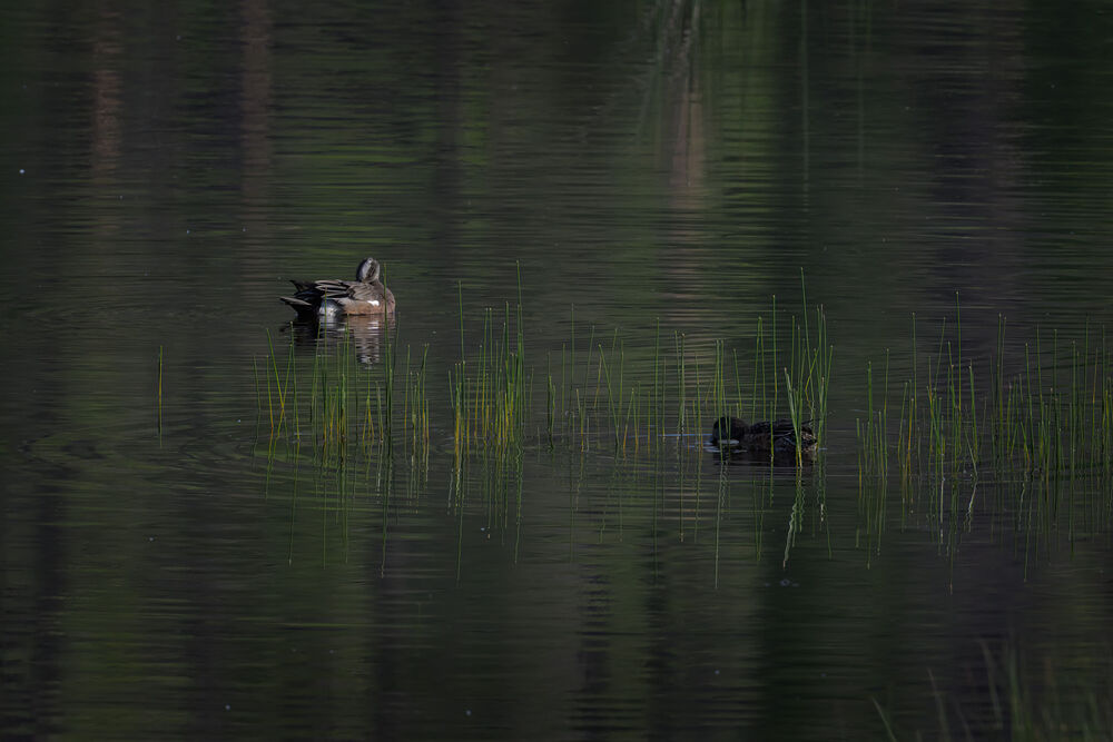 American wigeon pair at Bonaparte Meadows