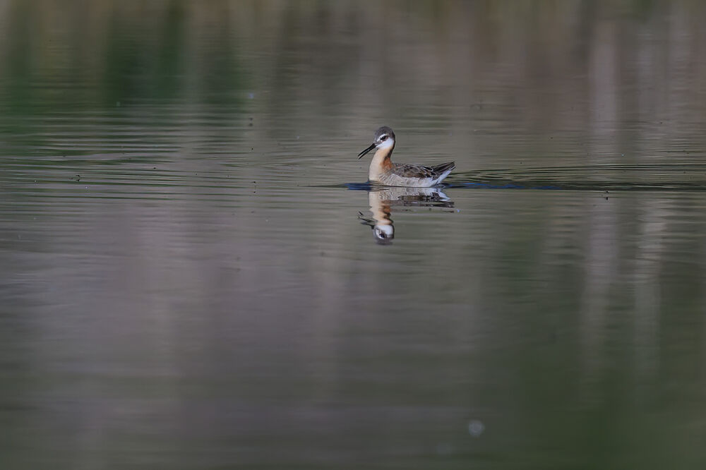 Wilson's phalarope at Bonaparte Meadows
